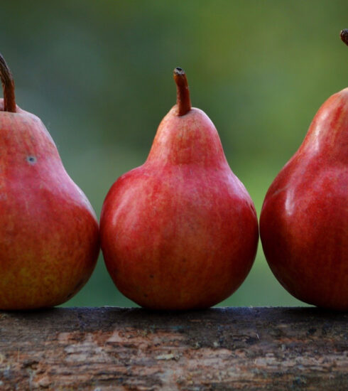 The ESPERA project serving the production of PGI Mantua pears